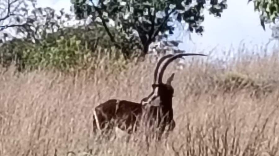 5 Bedroom Property for Sale in Swartruggens North West